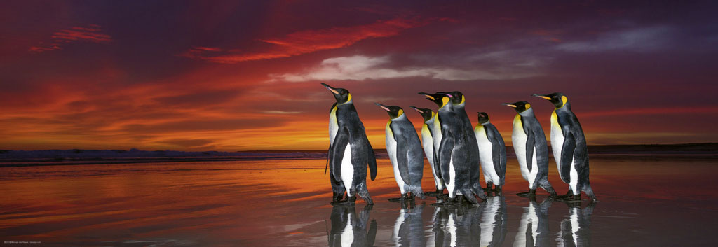 Beispielinhalt (Bild) King Penguins Puzzle