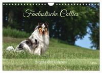 Vorderes Coverbild Fantastische Collies - Sieger der Herzen (Wandkalender 2025 DIN A4 quer), CALVENDO Monatskalender
