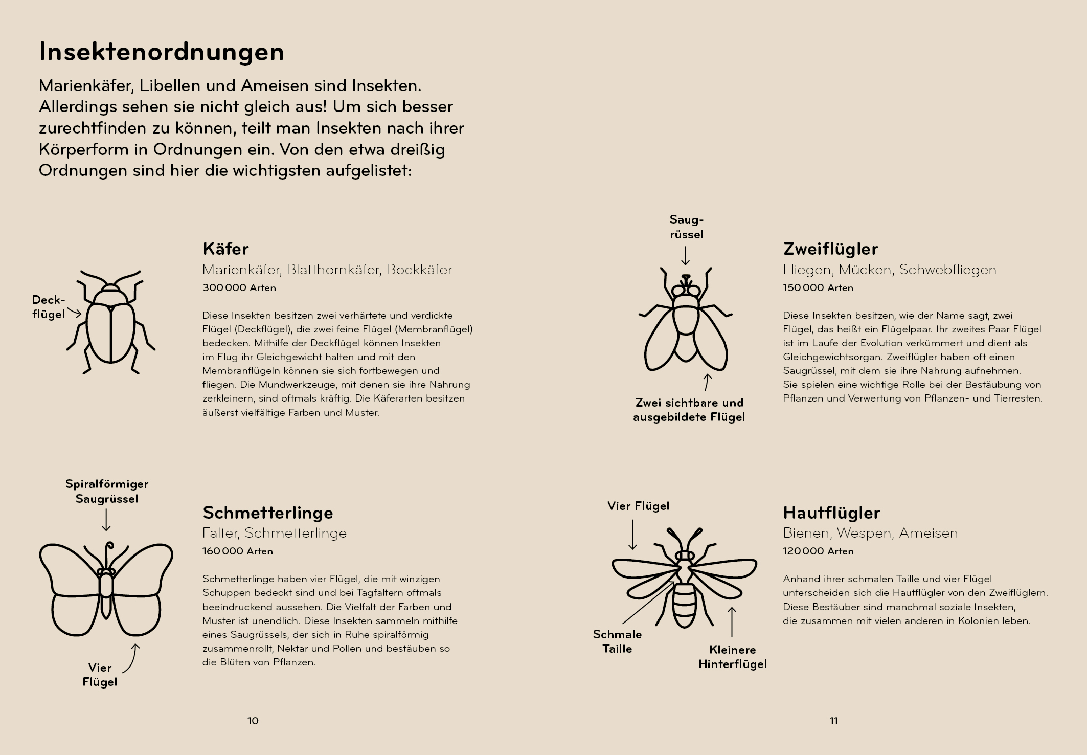 Beispielinhalt (Bild) Insektorama