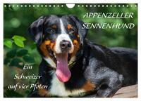 Vorderes Coverbild Appenzeller Sennenhund - Ein Schweizer auf 4 Pfoten (Wandkalender 2025 DIN A4 quer), CALVENDO Monatskalender