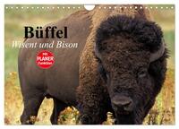Vorderes Coverbild Büffel. Wisent und Bison (Wandkalender 2025 DIN A4 quer), CALVENDO Monatskalender