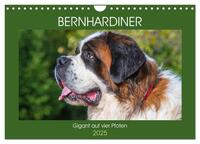 Vorderes Coverbild Bernhardiner - Gigant auf vier Pfoten (Wandkalender 2025 DIN A4 quer), CALVENDO Monatskalender
