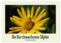 Vorderes Coverbild Die Durchwachsene Silphie - Eine Amerikanerin gibt Gas / CH-Version (Wandkalender 2025 DIN A2 quer), CALVENDO Monatskalender
