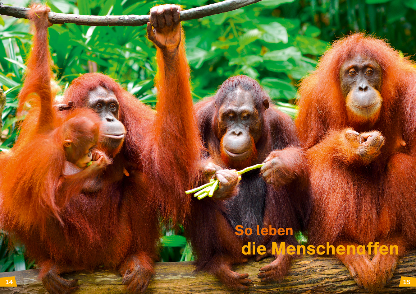 Beispielinhalt (Bild) WAS IST WAS Erstes Lesen Band 22. Menschenaffen