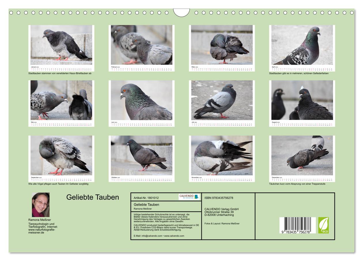 Beispielinhalt (Bild) Geliebte Tauben (Wandkalender 2025 DIN A3 quer), CALVENDO Monatskalender