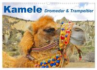 Vorderes Coverbild Kamele • Dromedar & Trampeltier (Wandkalender 2025 DIN A3 quer), CALVENDO Monatskalender
