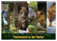 Vorderes Coverbild Tierspuren in der Natur (Wandkalender 2025 DIN A4 quer), CALVENDO Monatskalender
