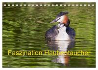 Vorderes Coverbild Faszination Haubentaucher (Tischkalender 2025 DIN A5 quer), CALVENDO Monatskalender