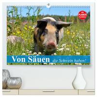 Vorderes Coverbild Von Säuen die Schwein haben! (hochwertiger Premium Wandkalender 2025 DIN A2 quer), Kunstdruck in Hochglanz