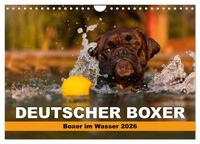 Vorderes Coverbild Deutscher Boxer - Boxer im Wasser 2026 (Wandkalender 2026 DIN A4 quer), CALVENDO Monatskalender