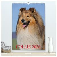 Vorderes Coverbild Collie 2026 (hochwertiger Premium Wandkalender 2026 DIN A2 hoch), Kunstdruck in Hochglanz