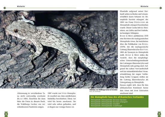 Beispielinhalt (Bild) Der Gebänderte Samtgecko & Wahlbergs Gecko