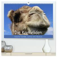 Vorderes Coverbild Die Kameliden. Hübsche Kamele, Lamas und Alpakas (hochwertiger Premium Wandkalender 2025 DIN A2 quer), Kunstdruck in Hochglanz