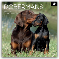 Vorderes Coverbild Dobermans – Dobermann 2026 – 16-Monatskalender