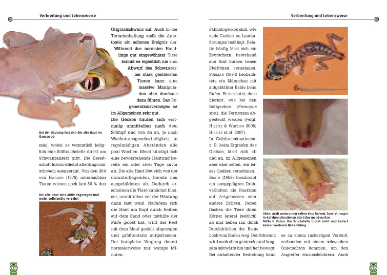 Beispielinhalt (Bild) Der Palmatogecko
