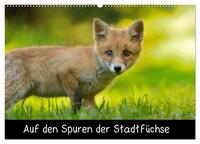 Vorderes Coverbild Auf den Spuren der Stadtfüchse (Wandkalender 2025 DIN A2 quer), CALVENDO Monatskalender