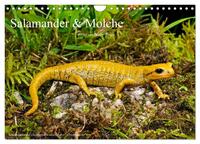 Vorderes Coverbild Salamander und Molche (Wandkalender 2025 DIN A4 quer), CALVENDO Monatskalender