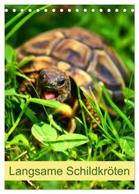 Vorderes Coverbild Langsame Schildkröten (Tischkalender 2026 DIN A5 hoch), CALVENDO Monatskalender