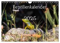 Vorderes Coverbild Reptilienkalender 2025 (Wandkalender 2025 DIN A4 quer), CALVENDO Monatskalender