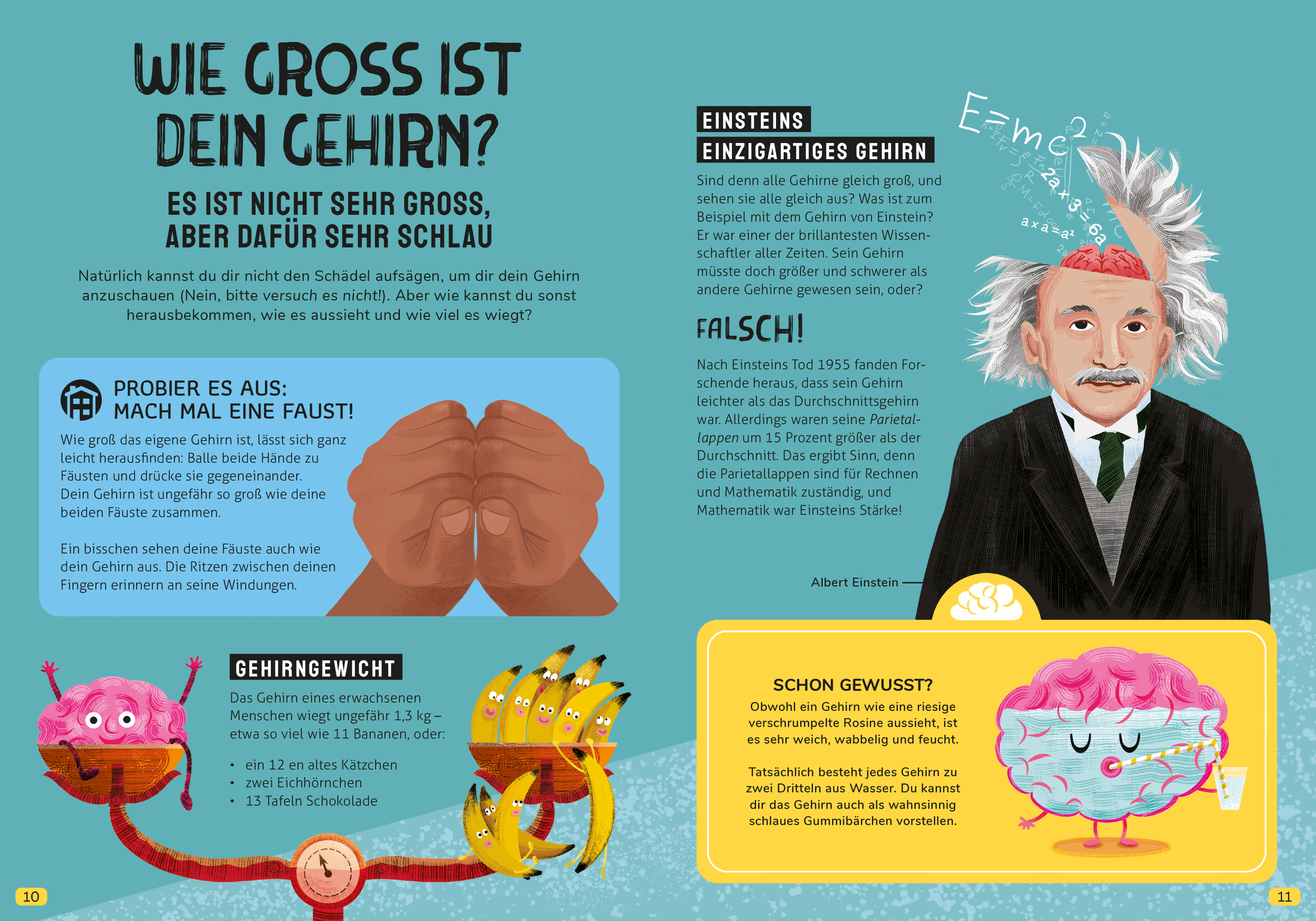 Beispielinhalt (Bild) In den Kopf geschaut – Was das Gehirn alles kann