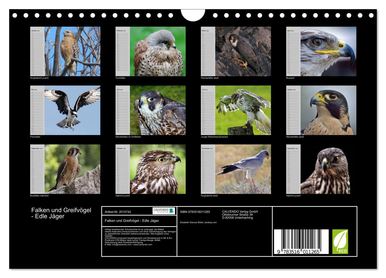 Beispielinhalt (Bild) Falken und Greifvögel - Edle Jäger (Wandkalender 2026 DIN A4 quer), CALVENDO Monatskalender