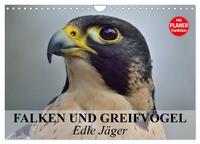 Vorderes Coverbild Falken und Greifvögel - Edle Jäger (Wandkalender 2026 DIN A4 quer), CALVENDO Monatskalender