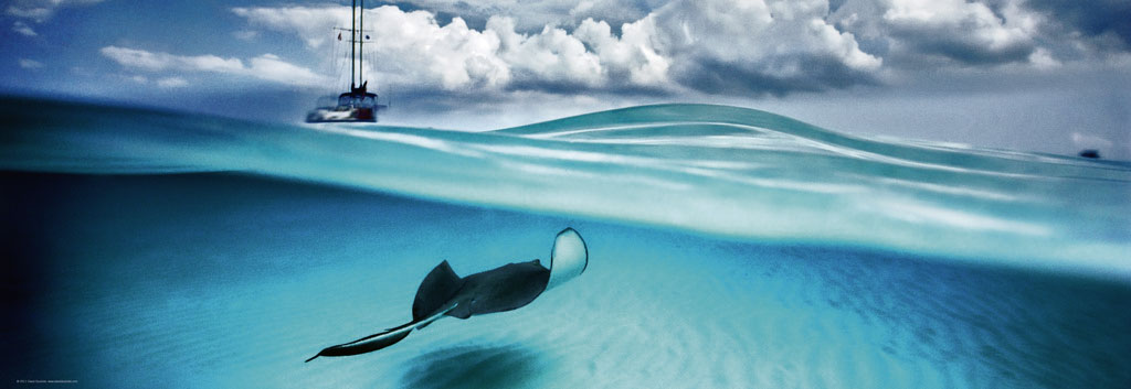 Beispielinhalt (Bild) Stingray Puzzle
