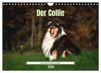 Vorderes Coverbild Der Collie der beste Hund der Welt (Wandkalender 2026 DIN A4 quer), CALVENDO Monatskalender