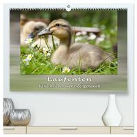 Vorderes Coverbild Laufenten - tierisch liebenswerte Zeitgenossen (hochwertiger Premium Wandkalender 2026 DIN A2 quer), Kunstdruck in Hochglanz