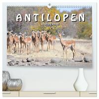 Vorderes Coverbild Antilopen, schön und schnell (hochwertiger Premium Wandkalender 2026 DIN A2 quer), Kunstdruck in Hochglanz