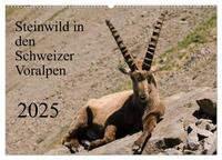Vorderes Coverbild Steinwild in den Schweizer Voralpen (Wandkalender 2025 DIN A2 quer), CALVENDO Monatskalender