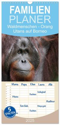 Vorderes Coverbild Familienplaner 2025 - Waldmenschen - Orang Utans auf Borneo mit 5 Spalten (Wandkalender, 21 x 45 cm) CALVENDO