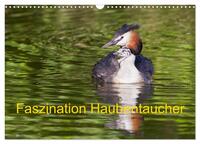 Vorderes Coverbild Faszination Haubentaucher (Wandkalender 2025 DIN A3 quer), CALVENDO Monatskalender