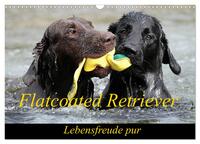 Vorderes Coverbild Flatcoated Retriever (Wandkalender 2025 DIN A3 quer), CALVENDO Monatskalender