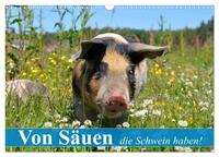 Vorderes Coverbild Von Säuen die Schwein haben! (Wandkalender 2025 DIN A3 quer), CALVENDO Monatskalender