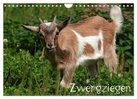 Vorderes Coverbild Zwergziegen (Wandkalender 2025 DIN A4 quer), CALVENDO Monatskalender