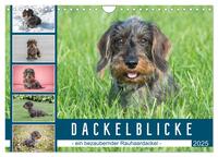 Vorderes Coverbild Dackelblicke - ein bezaubernder Rauhaardackel (Wandkalender 2025 DIN A4 quer), CALVENDO Monatskalender