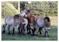 Vorderes Coverbild Przewalskipferde (Wandkalender 2025 DIN A4 quer), CALVENDO Monatskalender