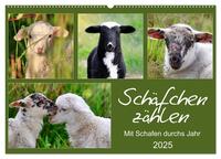 Vorderes Coverbild Schäfchen zählen - Mit Schafen durchs Jahr (Wandkalender 2025 DIN A2 quer), CALVENDO Monatskalender