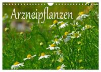 Vorderes Coverbild Arzneipflanzen (Wandkalender 2025 DIN A4 quer), CALVENDO Monatskalender