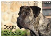 Vorderes Coverbild Dogo Canario (Tischkalender 2025 DIN A5 quer), CALVENDO Monatskalender