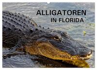 Vorderes Coverbild ALLIGATOREN in Florida (Wandkalender 2025 DIN A2 quer), CALVENDO Monatskalender