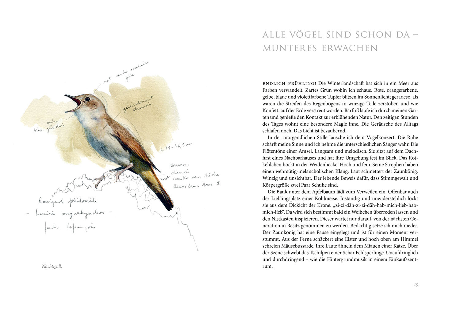 Beispielinhalt (Bild) Gartenvögel