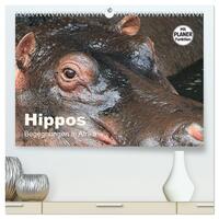 Vorderes Coverbild Hippos - Begegnungen in Afrika (hochwertiger Premium Wandkalender 2025 DIN A2 quer), Kunstdruck in Hochglanz