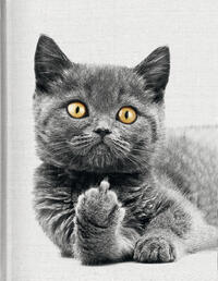 Vorderes Coverbild Cat