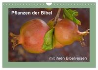 Vorderes Coverbild Pflanzen der Bibel (Wandkalender 2025 DIN A4 quer), CALVENDO Monatskalender