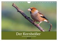 Vorderes Coverbild Der Kernbeißer und seine gefiederten Gesellen (Wandkalender 2025 DIN A4 quer), CALVENDO Monatskalender