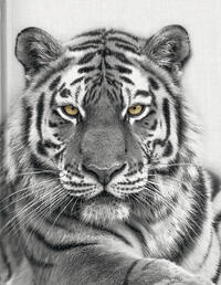 Vorderes Coverbild Tiger