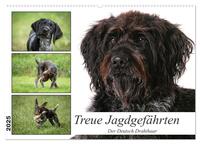 Vorderes Coverbild Treue Jagdgefährten - Der Deutsch Drahthaar (Wandkalender 2025 DIN A2 quer), CALVENDO Monatskalender