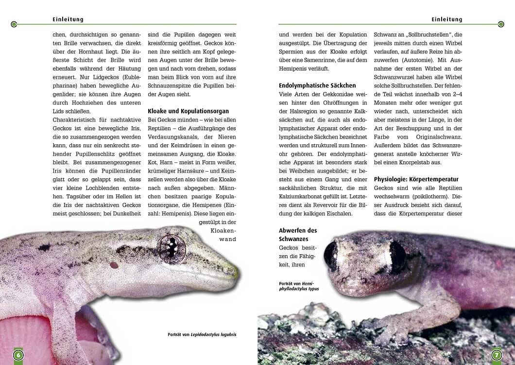 Beispielinhalt (Bild) Jungferngeckos
